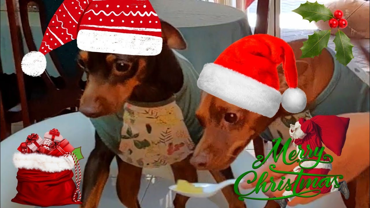 MY TWO MINIATURE PINSCHER DOG :) ( LUCKY & COOKIE )