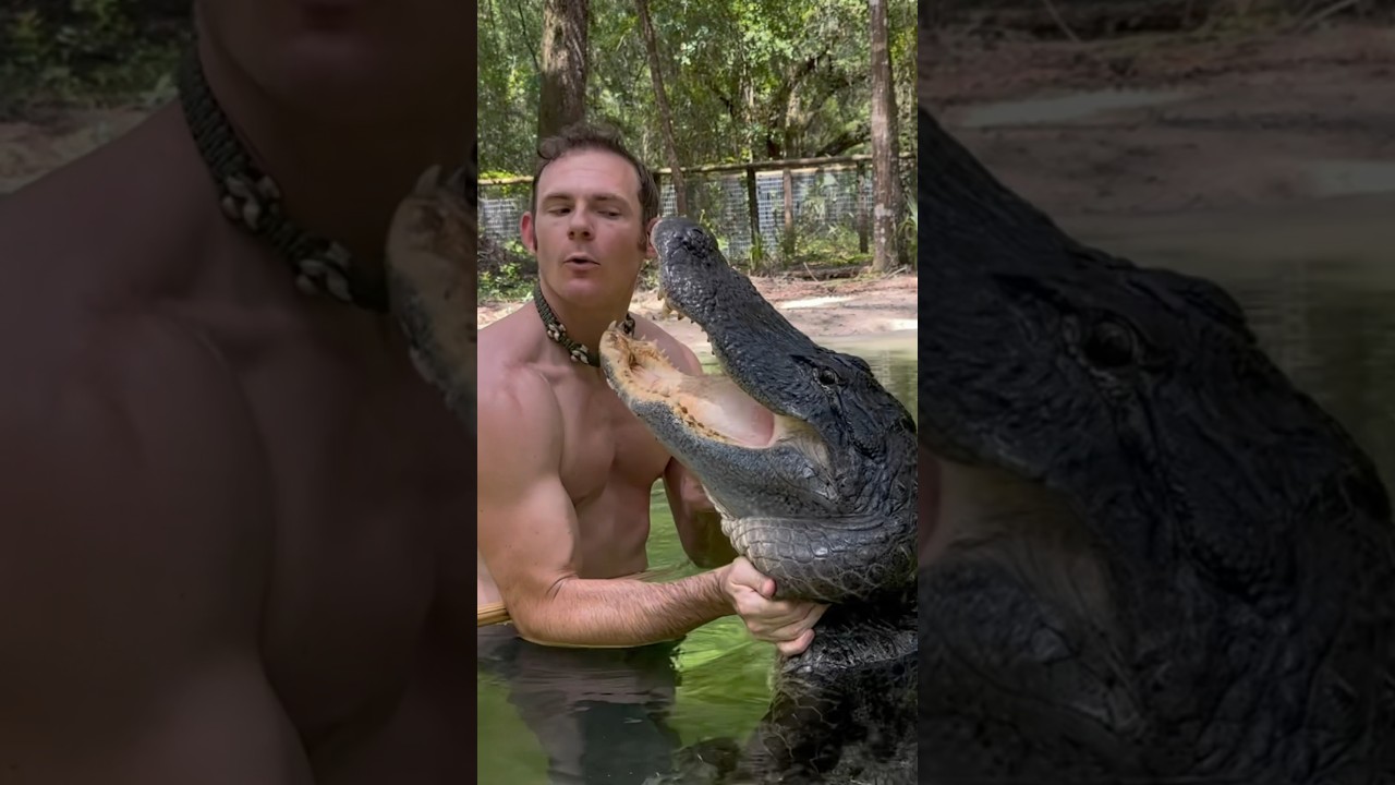 Gator kisses #alligator #gator #wildlife