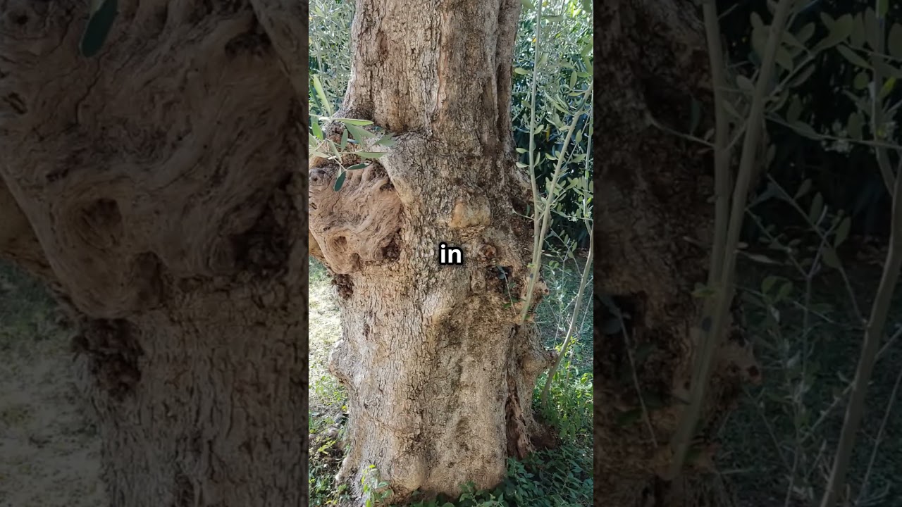 The Timeless Majesty of Old Trees#OldTrees #Nature #Ecosystem