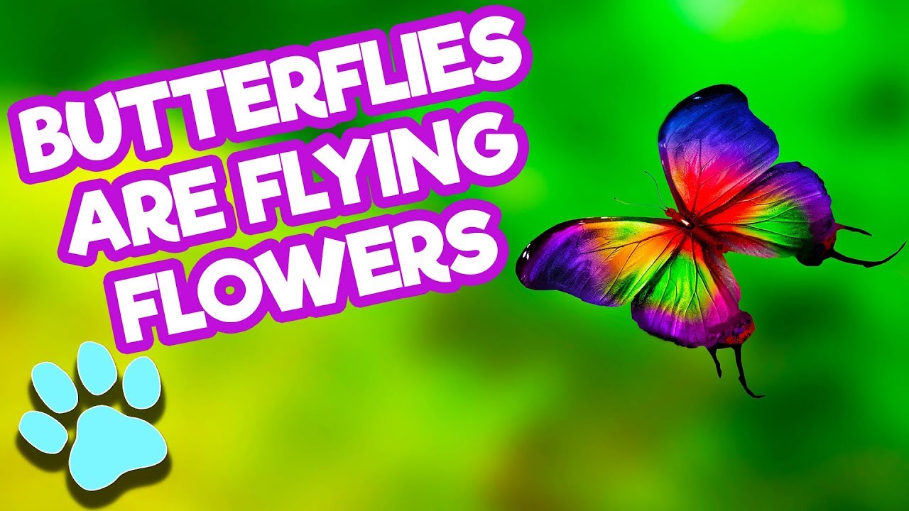 Try Not To Laugh or AWW! Cutest Butterfly Compilation April 2018 | #thatpetlife