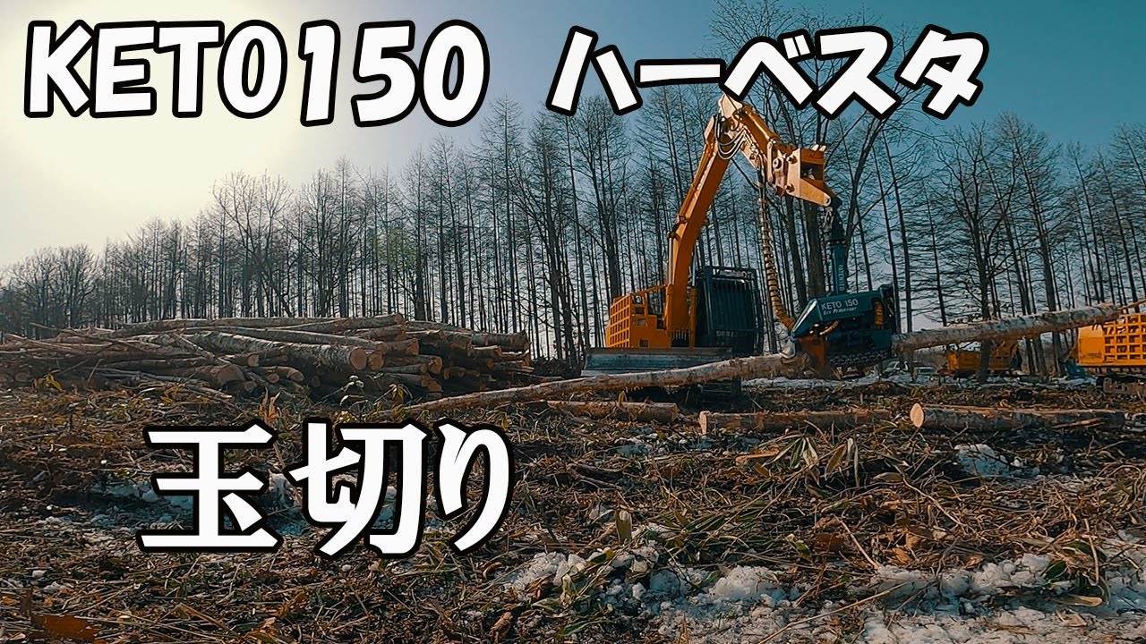 【北海道 林業】KETO150で玉切り！