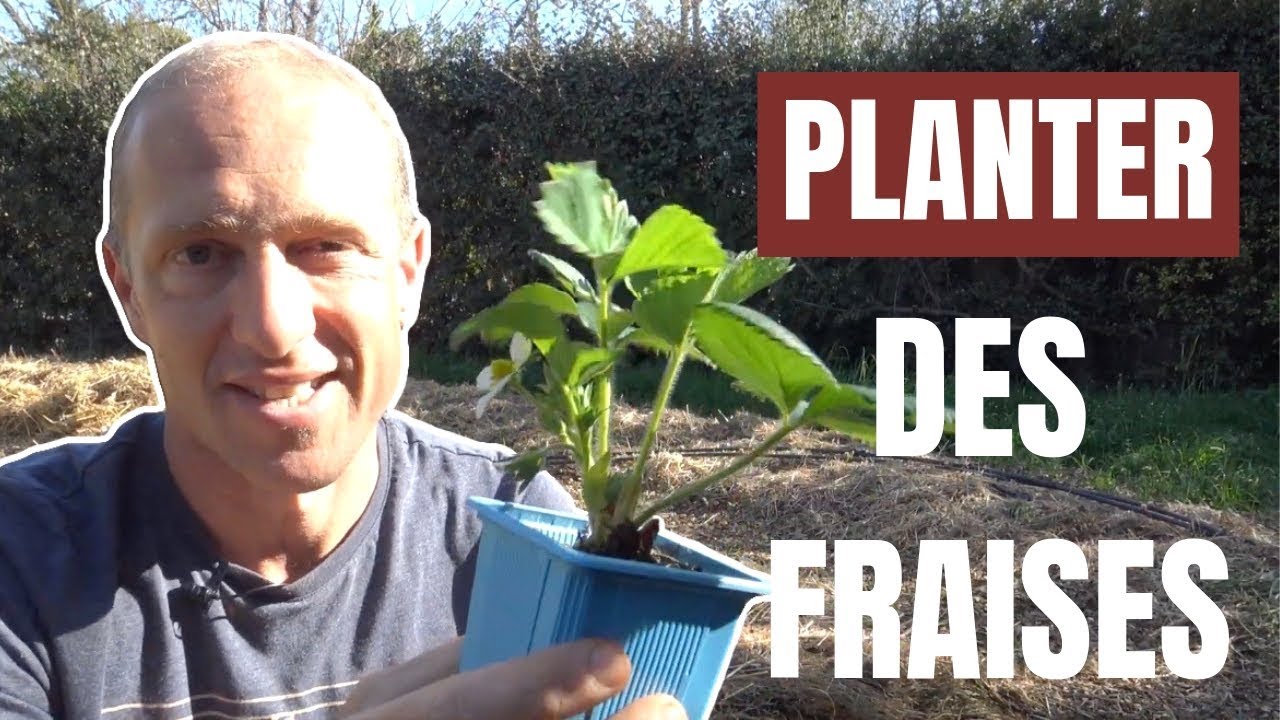 Tuto jardin - Comment planter des fraisiers