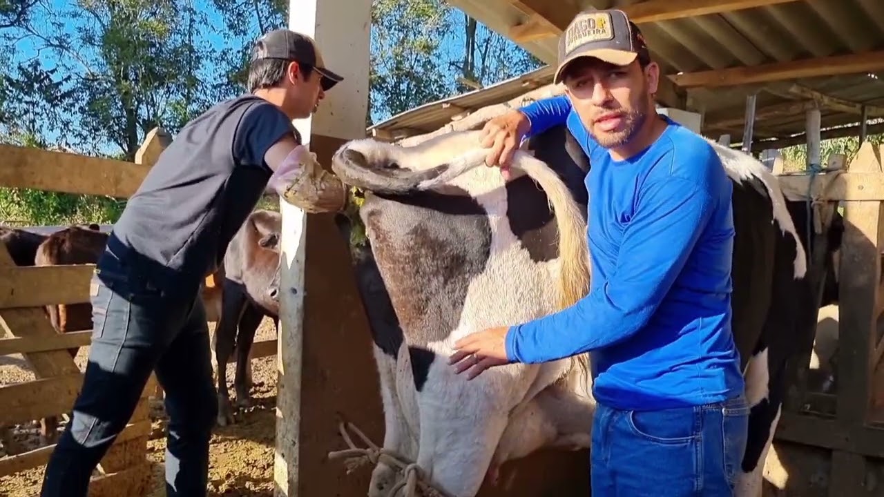 Dando toque na vaca pra ver se ela ta de cria e quanto tempo tá o Bezerro/Stenio Gontijo dando Dicas