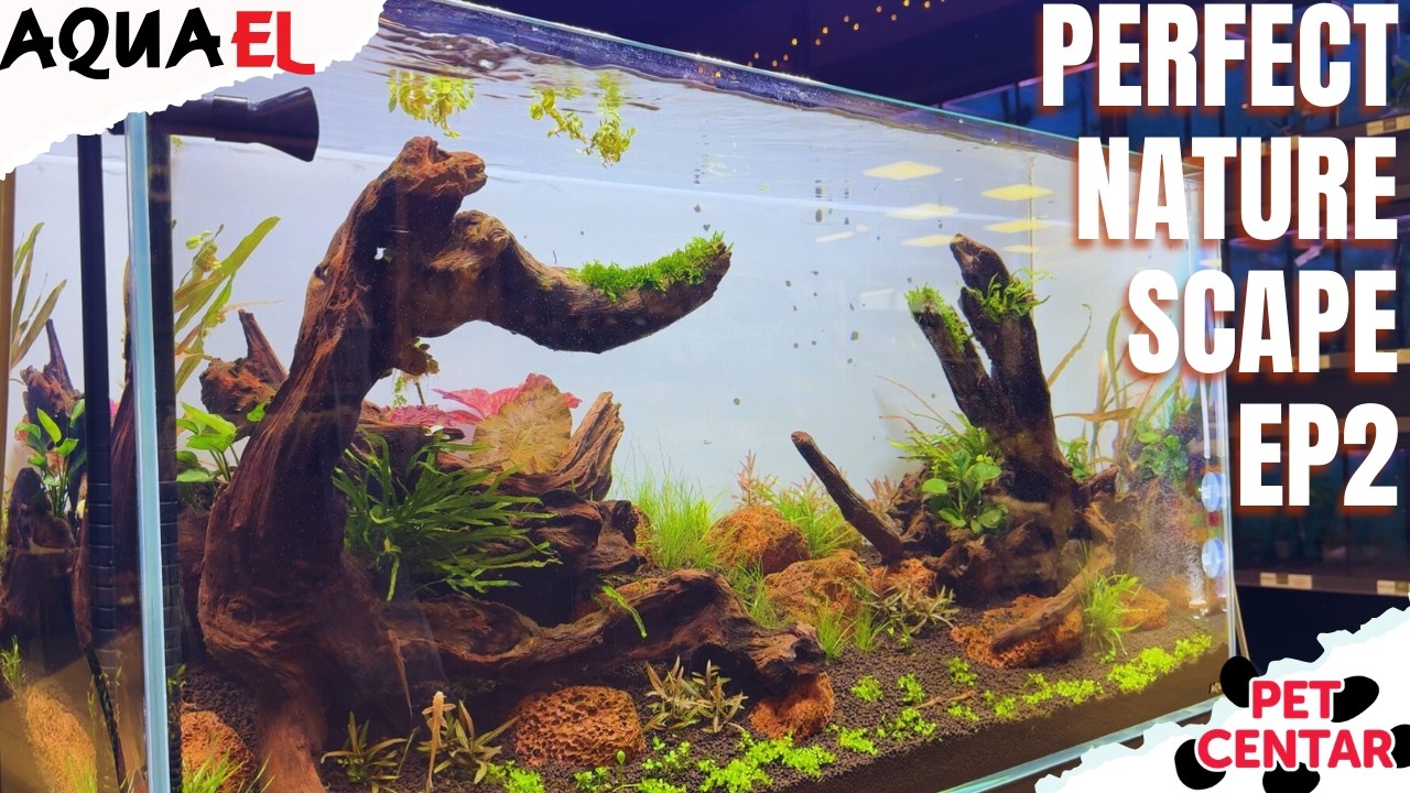 How to Build a Nature Style Aquarium — Episode 2