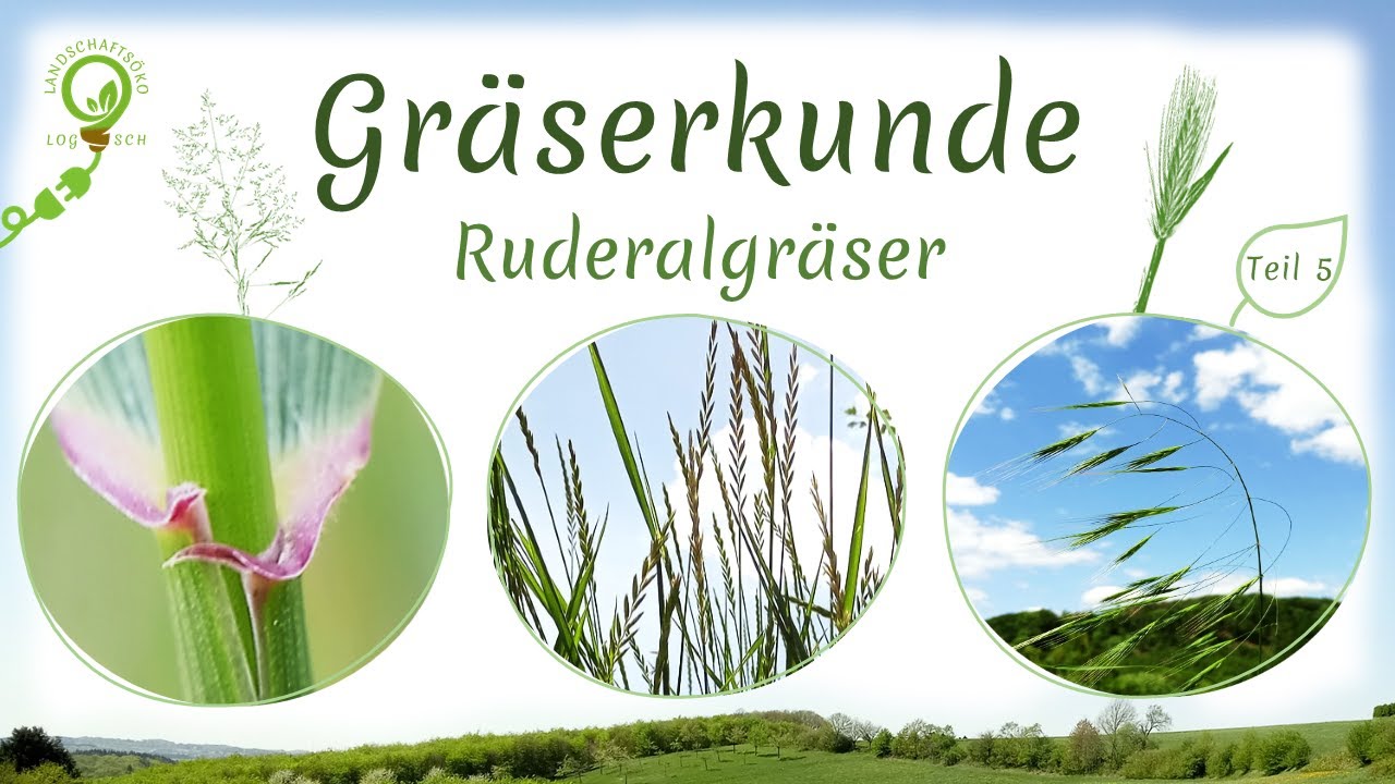 Gr&auml;serkunde Teil 5: Ruderalgr&auml;ser (
