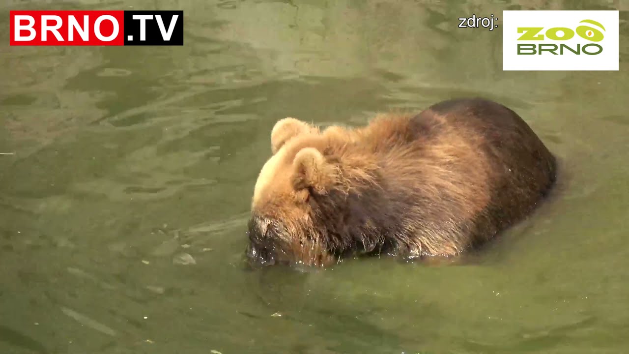 Nová medvědice v Zoo Brno | www.BRNO.TV |