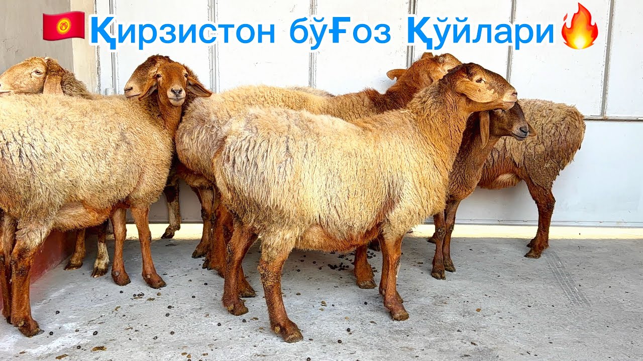 🇰🇬Қирғизистон Бўғоз қўйлари 200 бош янги партия🔥