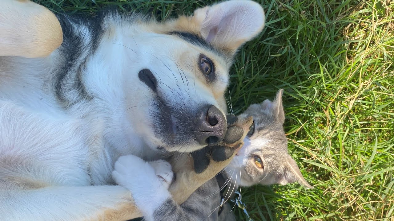 The Stray Dog Who Chose Cats — A Rescue Story No One Expected