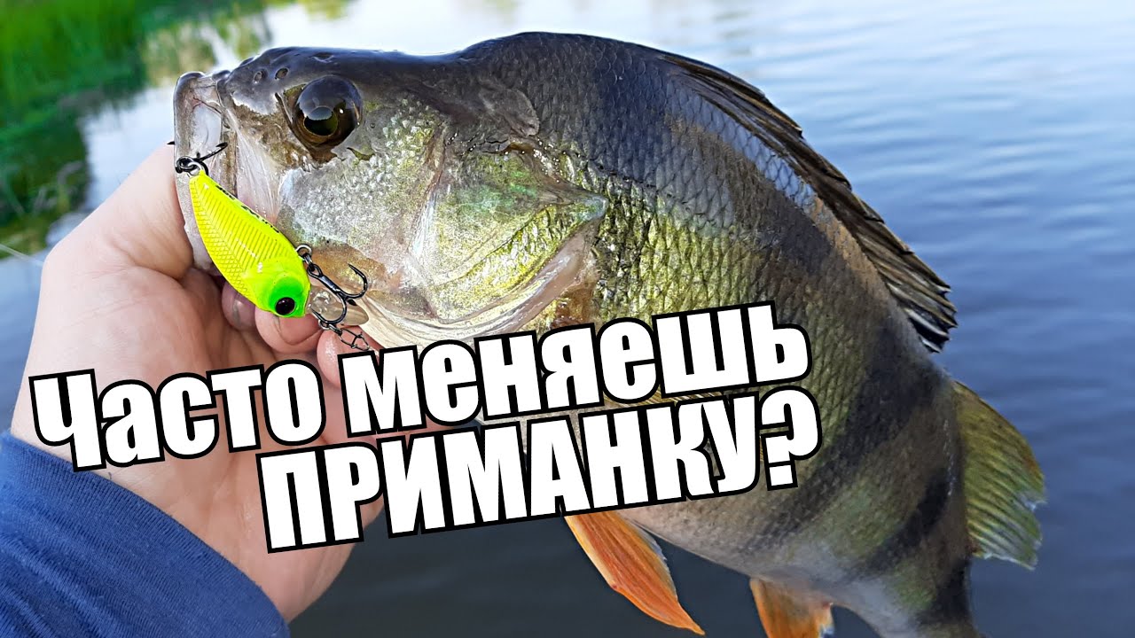 ЧАСТО МЕНЯЕШЬ ПРИМАНКУ? Река Ворона. Крупный окунь и голавль на ультралайт.