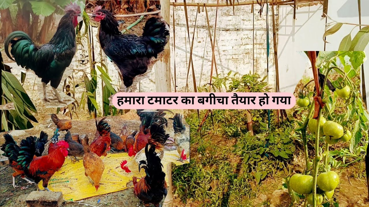 हमारा टमाटर का बगीचा तैयार हो गया है || chicken farming and gardening || gardening video ||