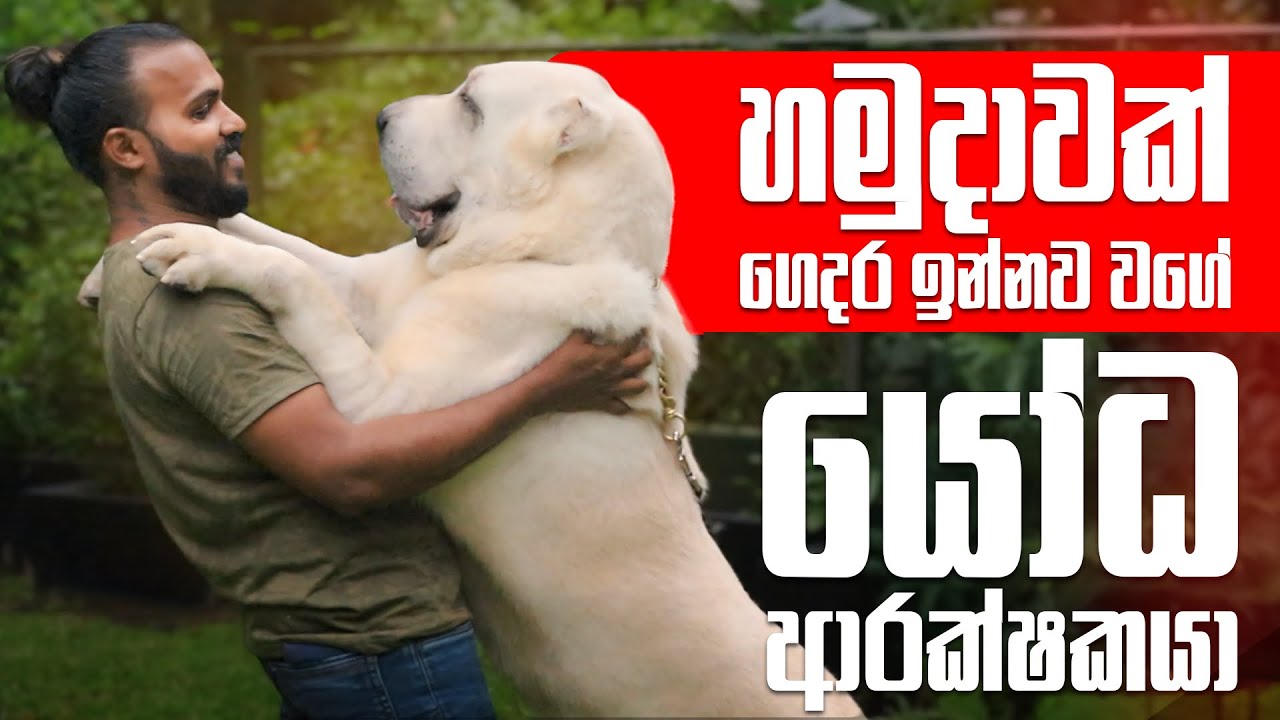 ආසියාවේ සද්දන්තයා | ලංකාවේ යෝධ ALABAI  | Cctv හයිකලා වගේ තමයි | මෙයාල කිලෝ 100 ඉක්මවනව.