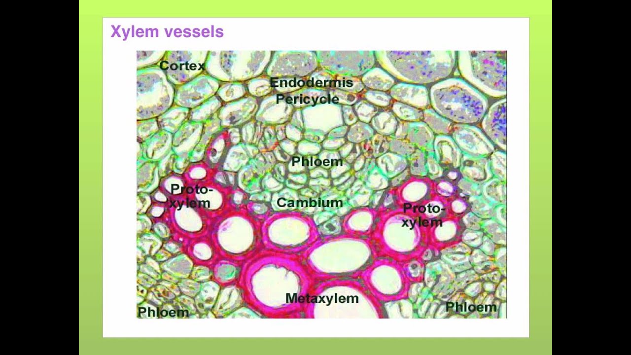 AS level. G.15  Structure and function of xylem Ms Cooper