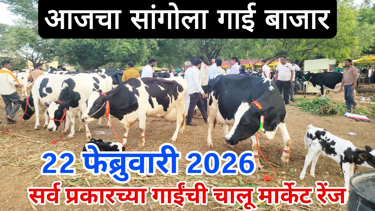 आजचा सांगोला गाई बाजार 22 फेब्रुवारी, गाईंच्या किंमती वाढल्या Sangola cow market in Maharashtra 