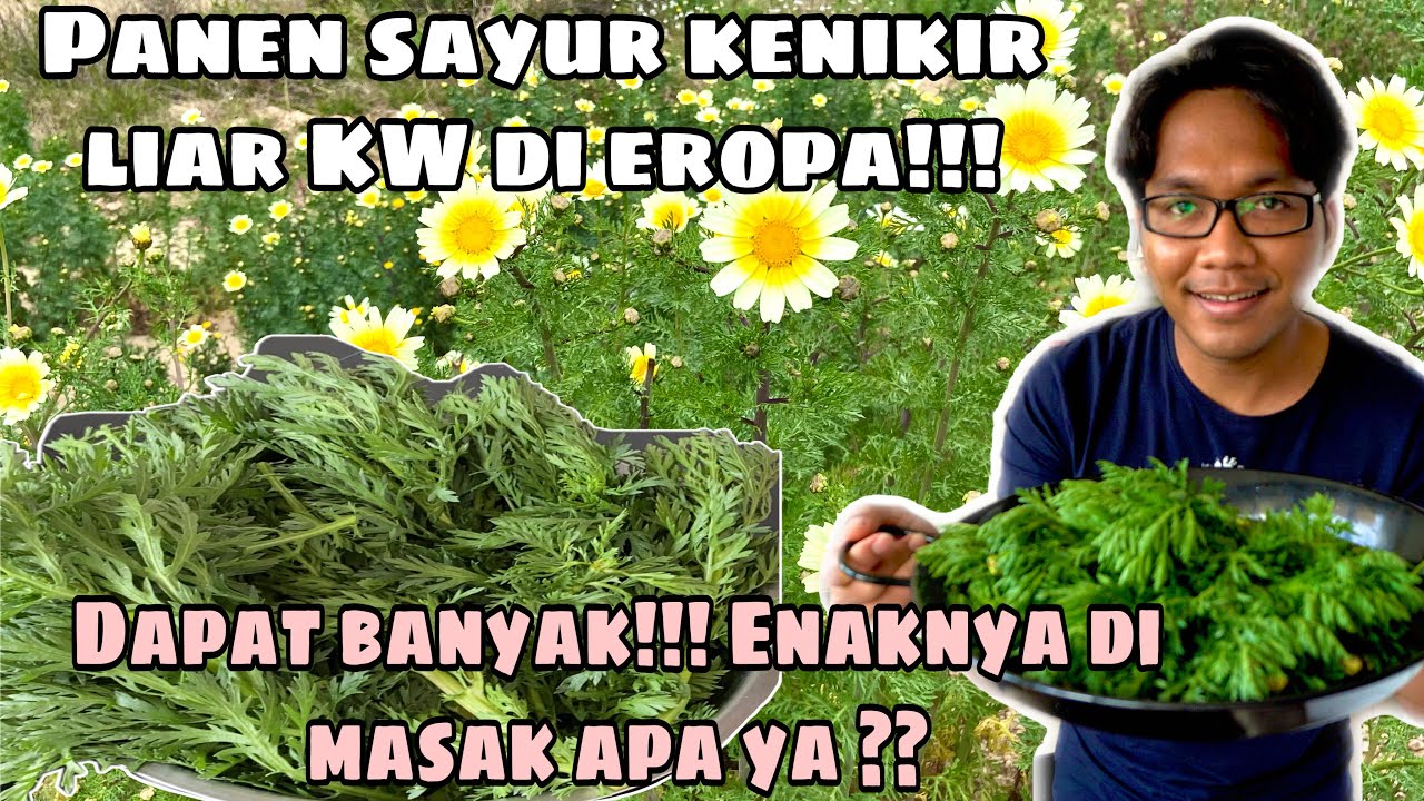 PANEN SAYUR KENIKIR LIAR KW!!! DI EROPA!!! DAUNYA SUPER JUMBO DAN SEGERRR!!!! DI MASAK APA YA ??
