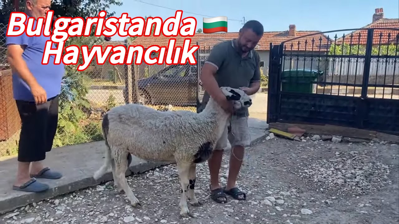 Bulgaristan 🇧🇬 k&ouml;y&uuml;nde hayvancılık ve Yaşam #farming #село #k&ouml;y #koyun #nature #овца 