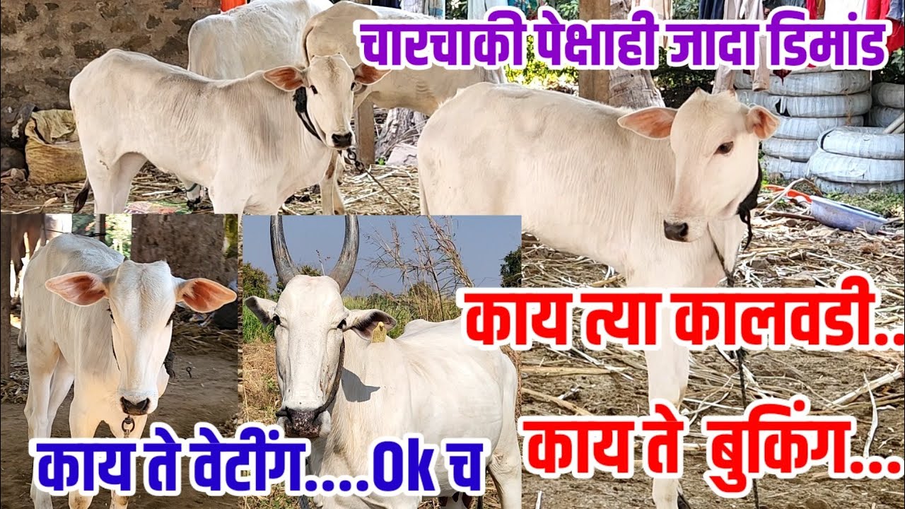 वेटींग च्या khilar कालवडी,चारचाकी पेक्षाही जास्त डिमांड,ॲडव्हान्स बुकिंग ला full गर्दी,deshi_cow