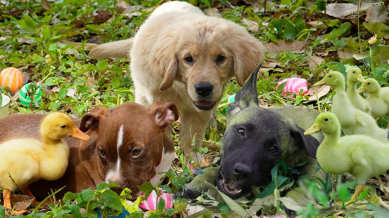 A Golden retriever in nature is adorable, it guides the ducklings to hunt for snacks and treasures.