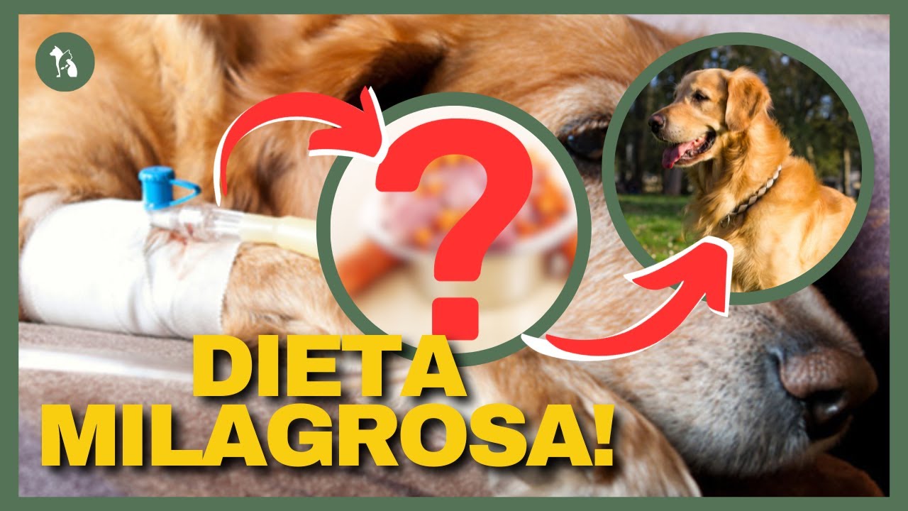 10 FANTÁSTICOS BENEFÍCIOS Dessa Modalidade Alimentar! Alimentação Natural para Cães e Gatos.