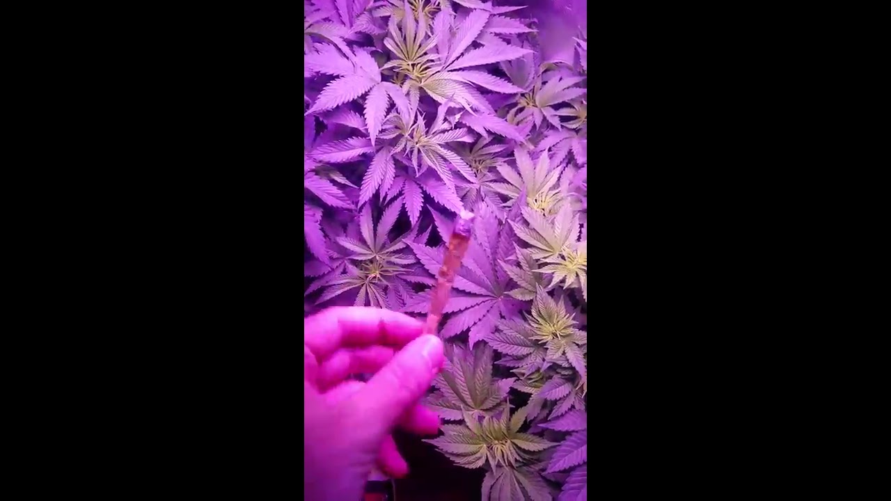Growing the best plants with LED light 4 Strawberry Cough and one og plant
