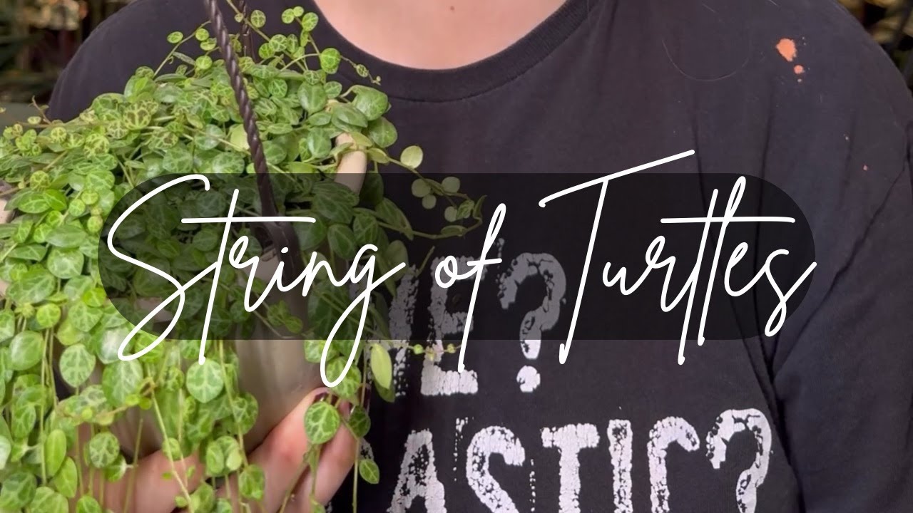 Вереница черепах🌿🐢