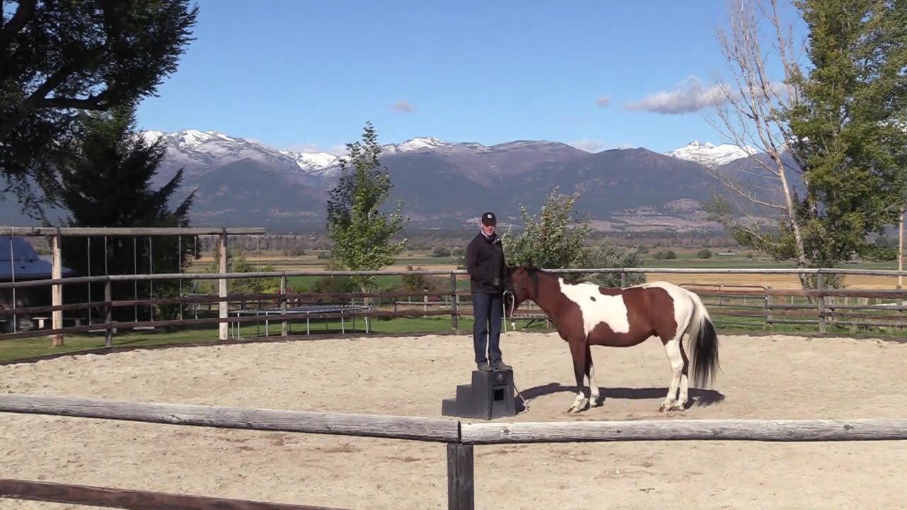HORSE WON'T STAND AT MOUNTING BLOCK #horse #DonJessop