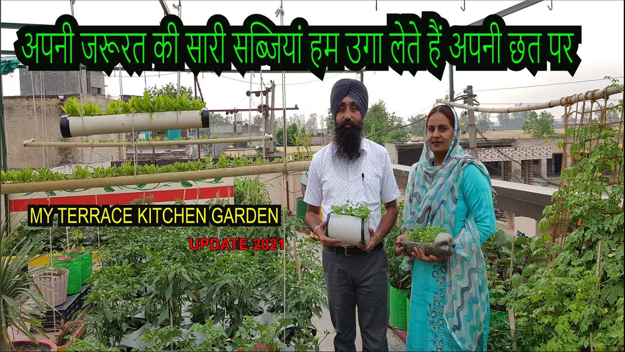 My Terrace Kitchen Garden Update ll अपनी छत अपनी सब्जियां ll