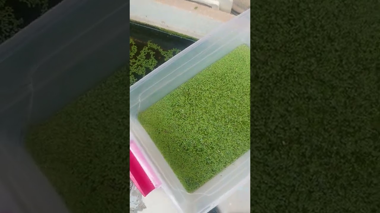مزرعة الدود الدموي والدافينيه