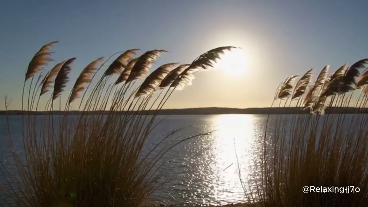 Peaceful Escape: The Tranquil Beauty of Nature