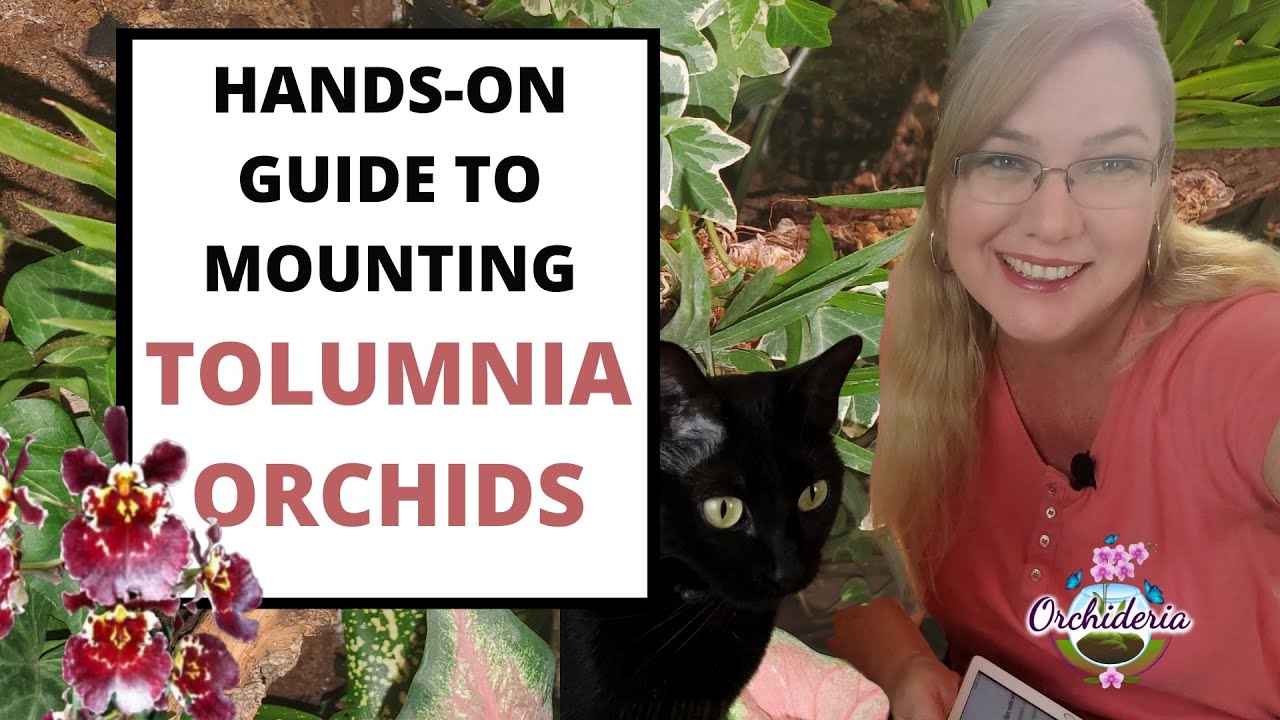 Mounting Tolumnia Orchids: Hands on Guide To Mounting Orchids on Trees