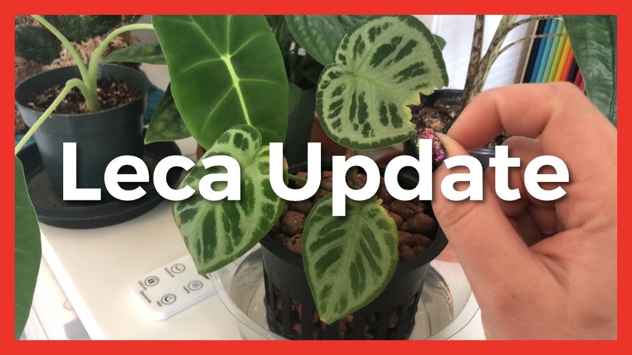LECA UPDATE #1
