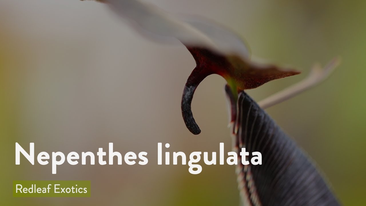 Nepenthes lingulata