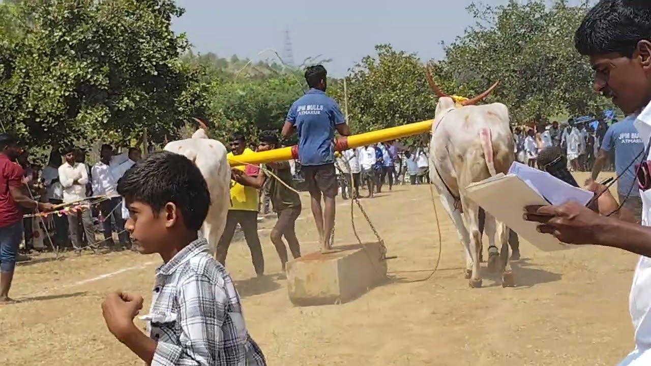 🌾💥15/02/2025 మొట్నూతల పల్లి దేశపు ఎద్దుల విభాగంలో 3వ జత 💥🌾