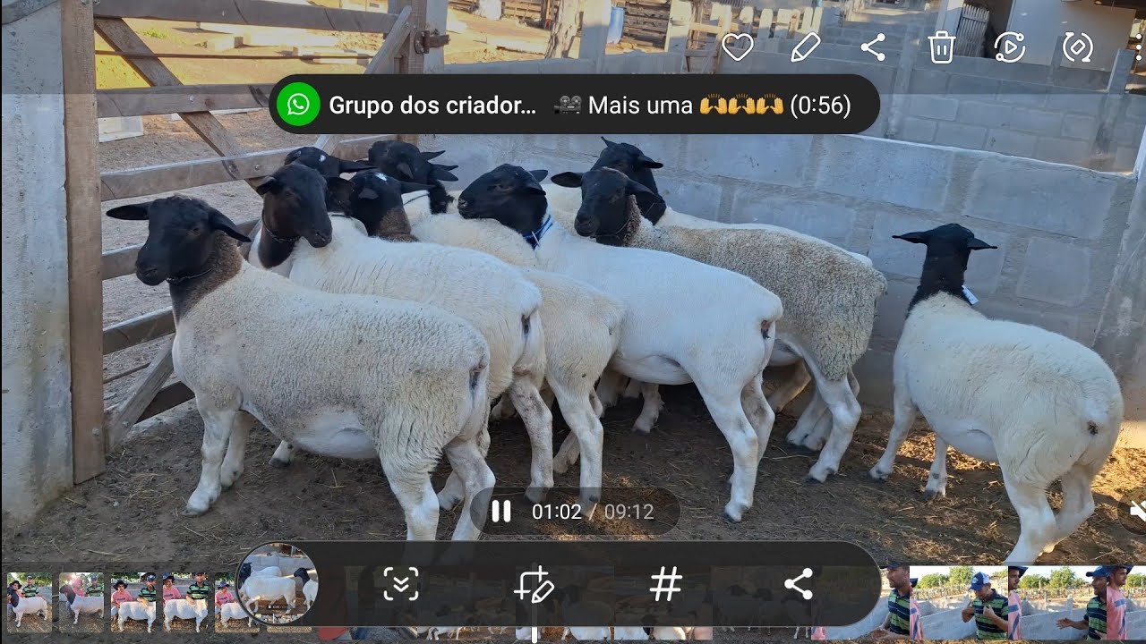 Segunda  parte na fazenda Buria a maior fazenda de dorpi do Brasil Val das ovelhas
