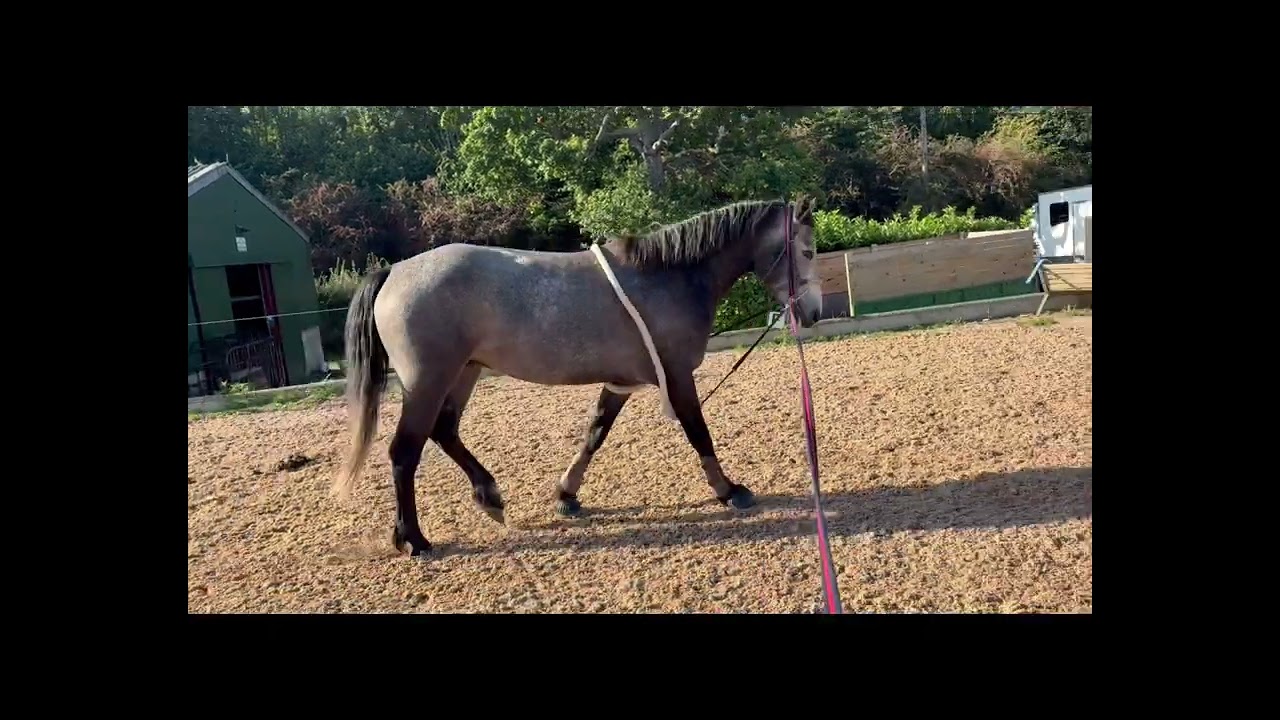 Abel Boy 150 grey Connemara gelding