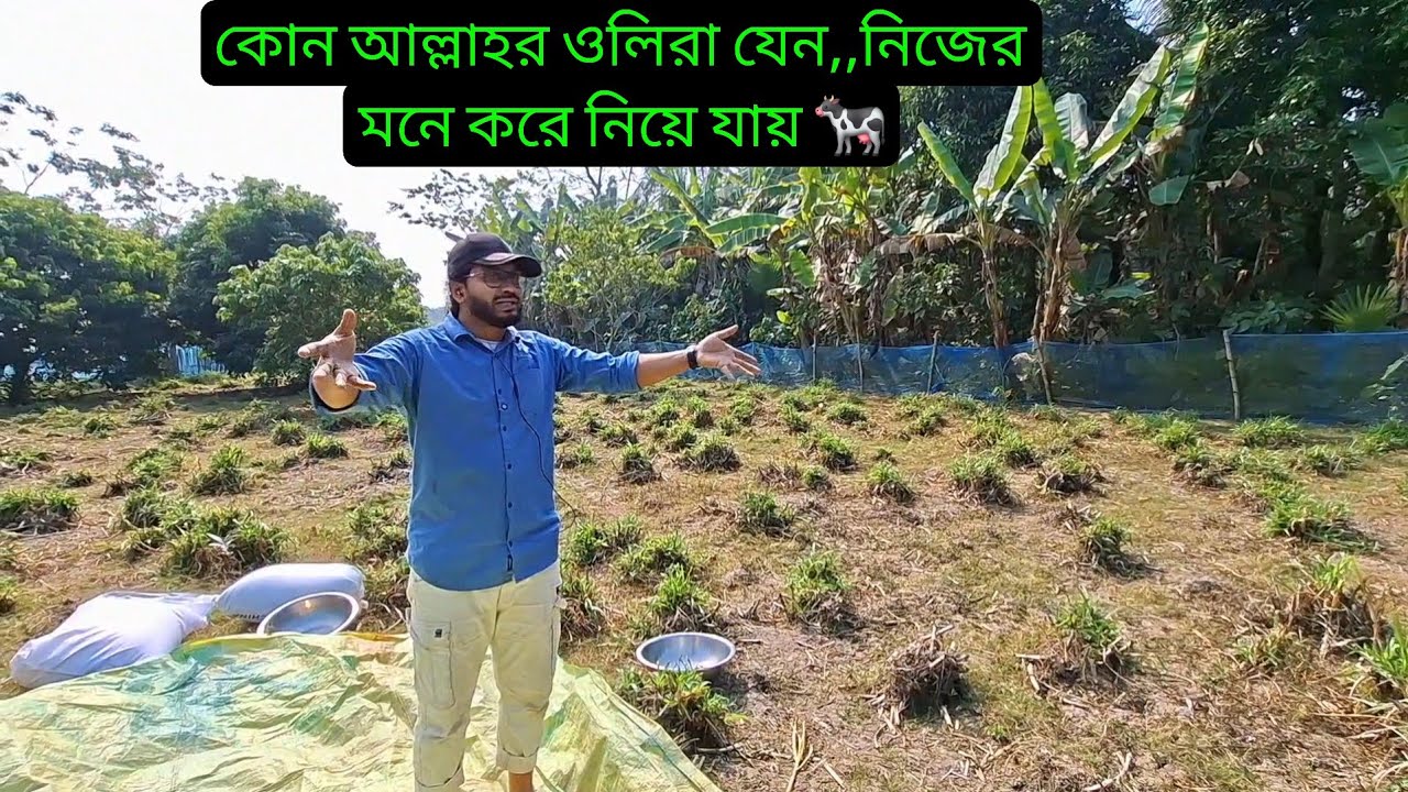 কোন আল্লাহর ওলিরা যেন,,নিজের মনে করে নিয়ে গেছে 🐄