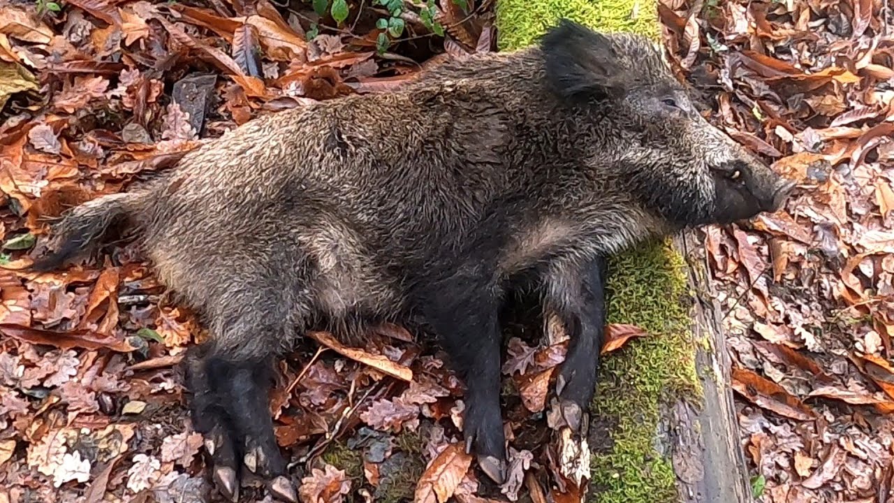 Chasse aux sangliers en Corse 30.11.2025