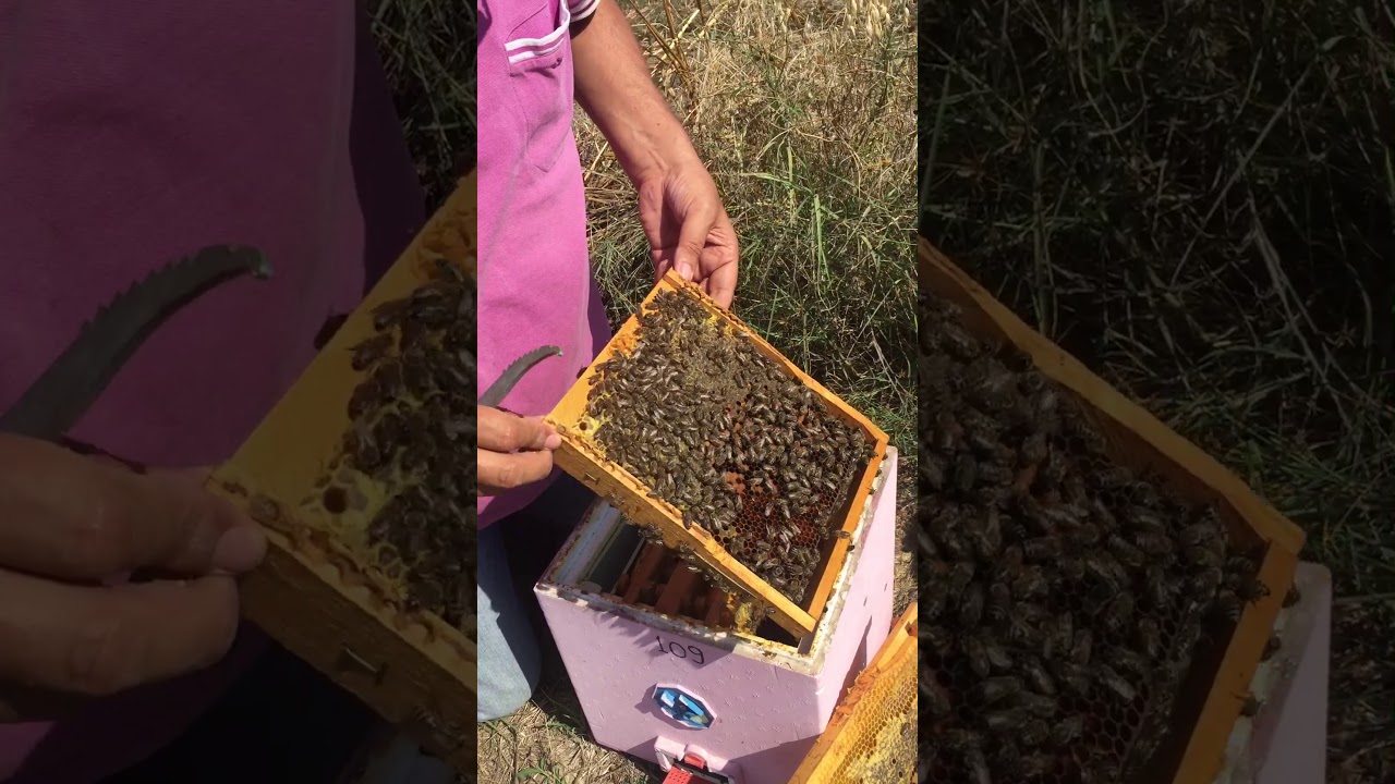 Güçlü Kutularda Ana Üretimi