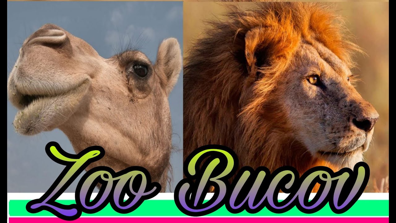 Grădina Zoologică Bucov Ploiesti Prahova