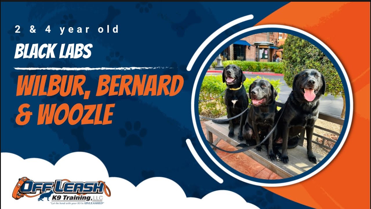 Black Lab 🐾Off leash Training | Best Dog Trainer | Reno, NV🐾