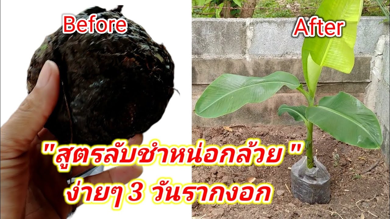 สูตรลับชำหน่อกล้วย 3 วันรากงอก พร้อมวิธีผสมดินปลูกให้กล้วยโตไว