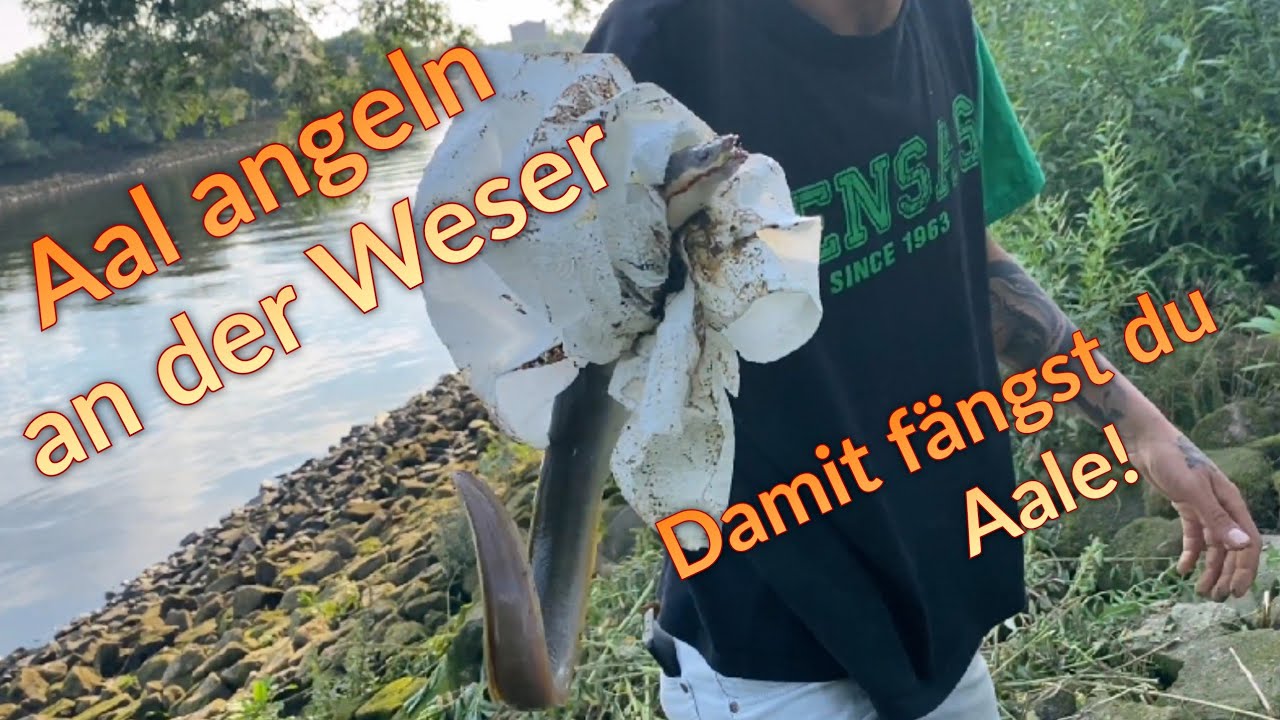 Aal Angeln am Nachmittag/ allround ansitz an der Weser/ Angeln im Hochsommer