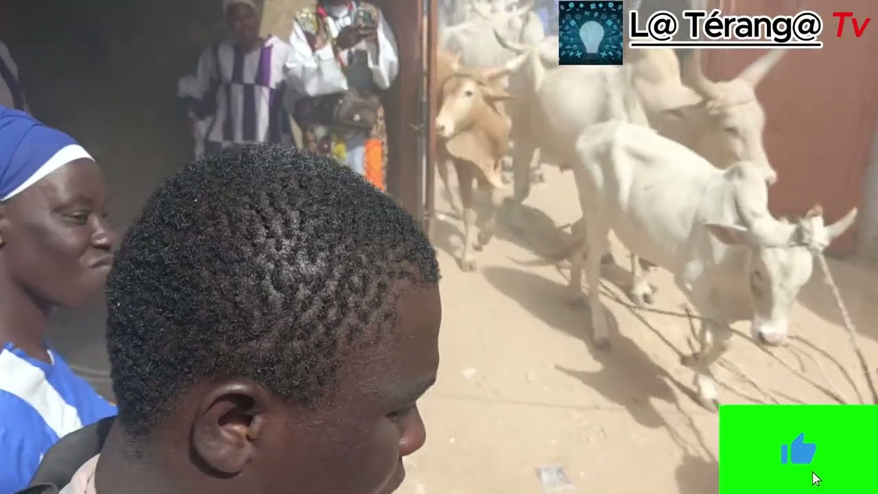 NDOGOU 2026 VOL1
