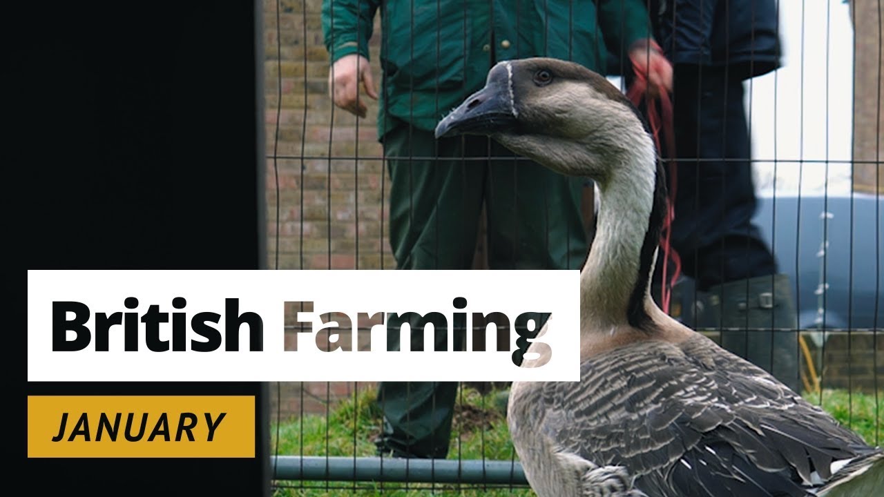 British Farming &mdash; 12 месяцев на ферме в Великобритании: январь
