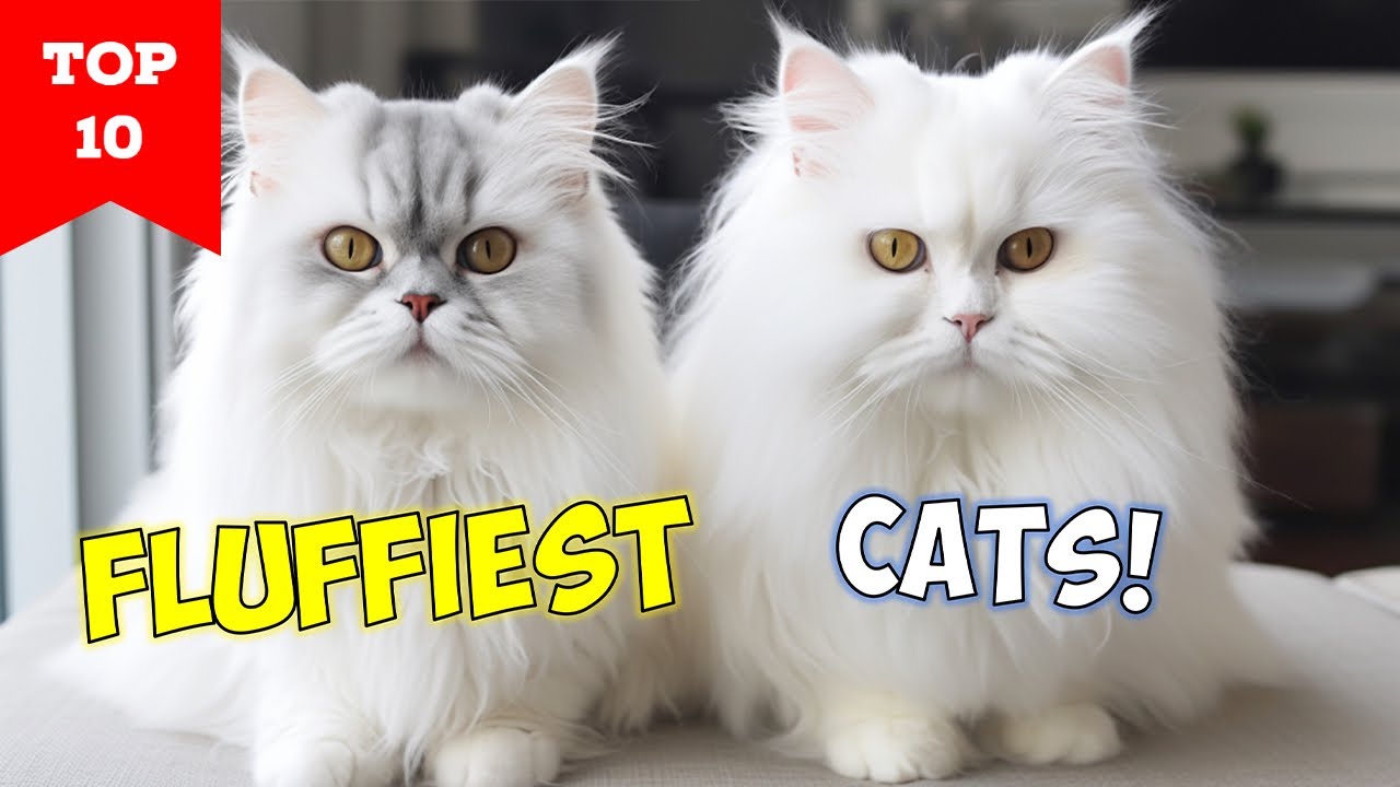 10 FLUFFIEST CATS IN THE WORLD - (Perfectly Crafted for Snuggle Sessions!)