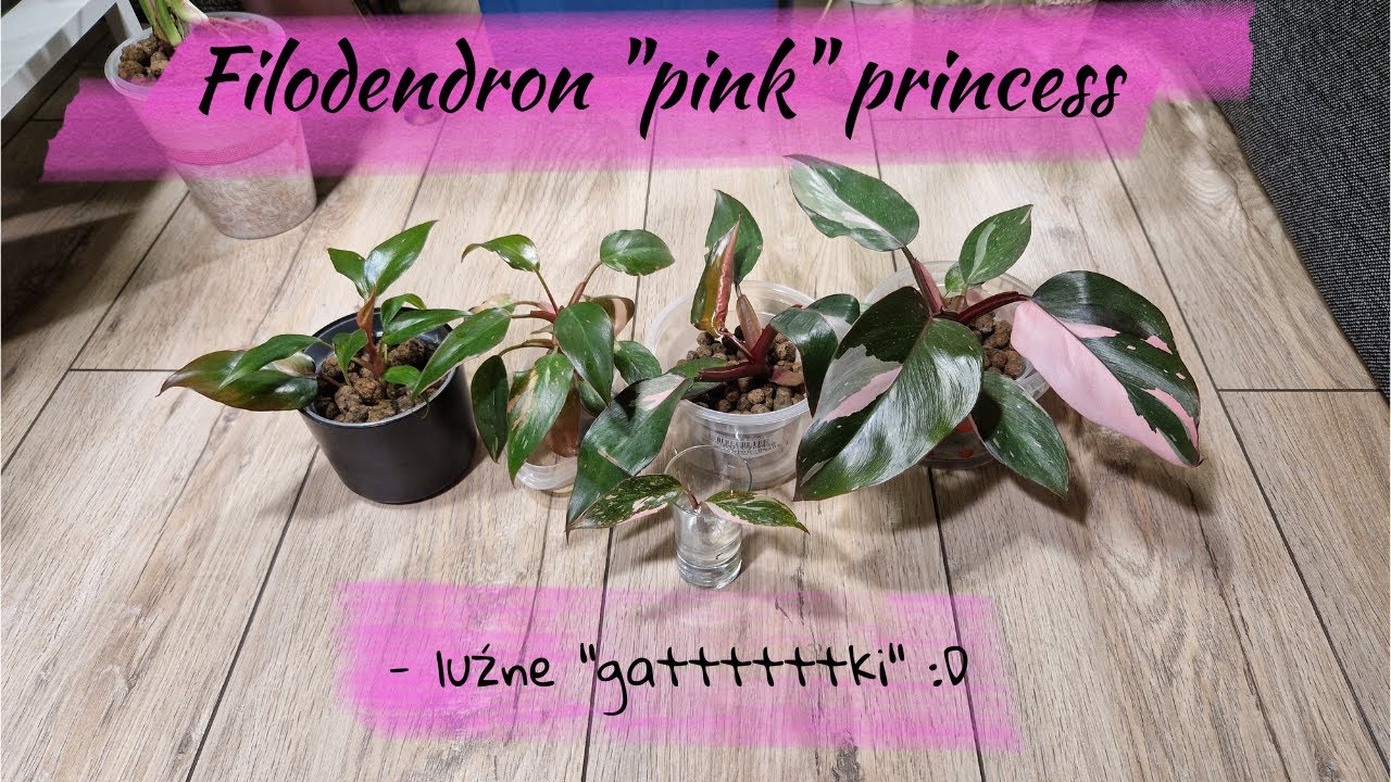 Filodendron 