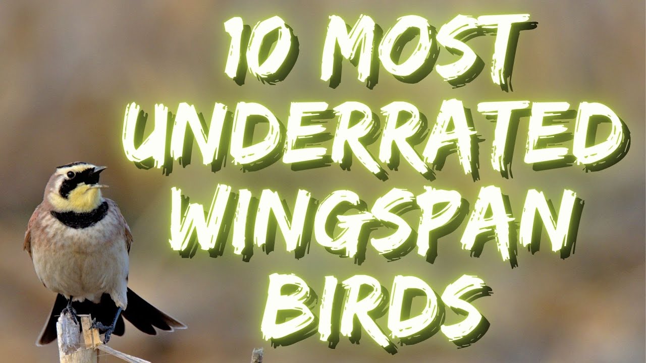 10 самых недооценённых птиц в Wingspan! при участии Wingin' It