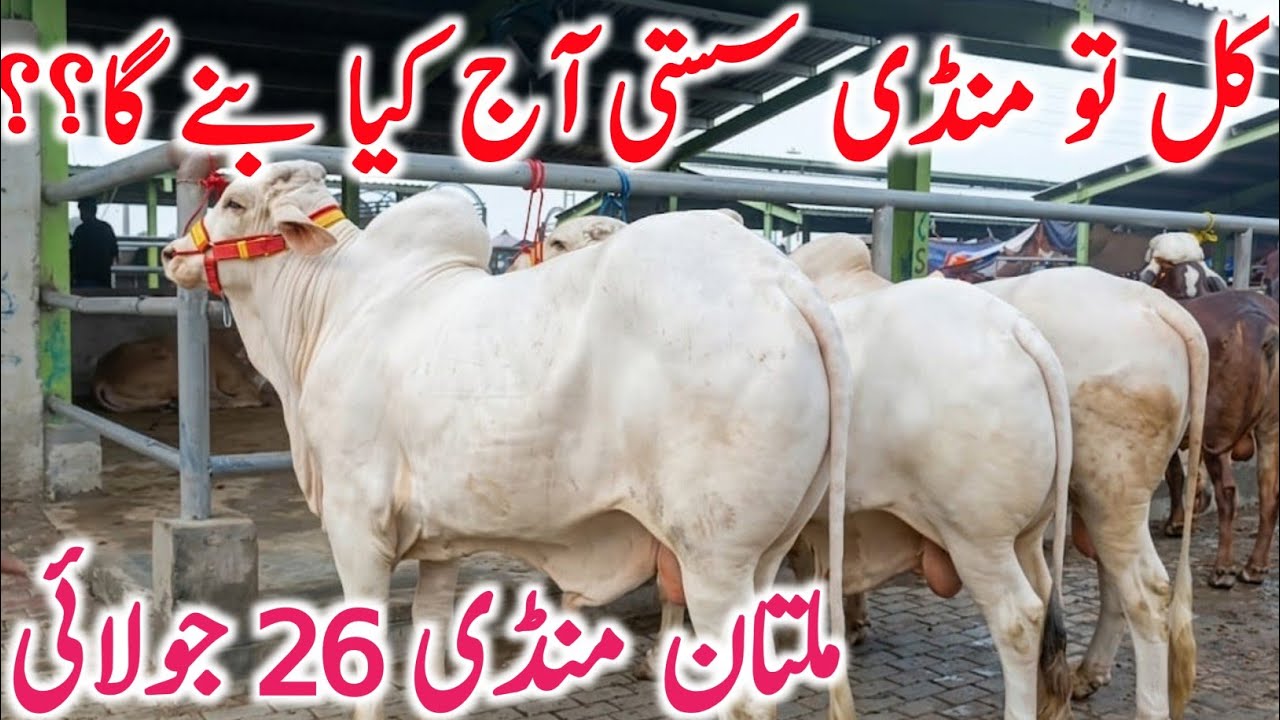 Multan Cattle Markeet Today Latest Update Qurbani 2026 Animals | Global Village Farming 