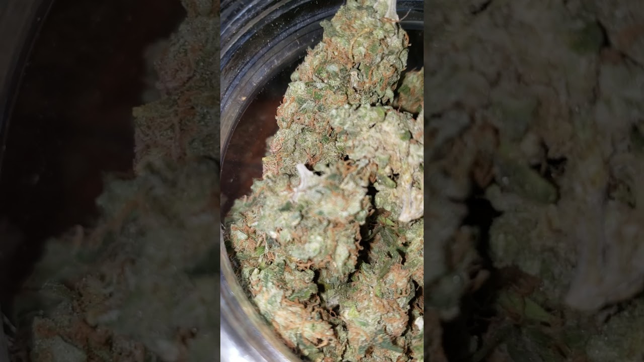 ZKITTLES AUTOFLOWER HARVEST #shorts