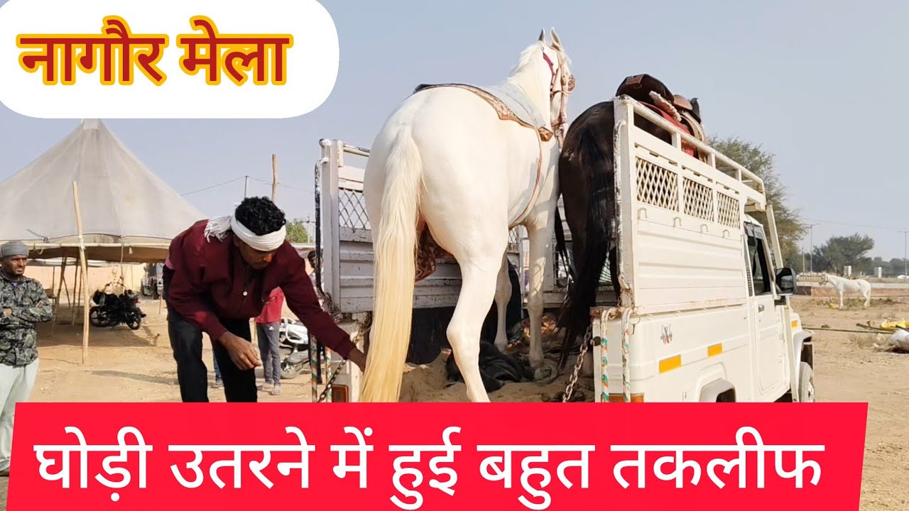 Nagaur pashu mela 2026 || नागौर पशु मेला 2026 || Nagaur Mela 2026 | नागौर मेला 2026 Hours mela #mela