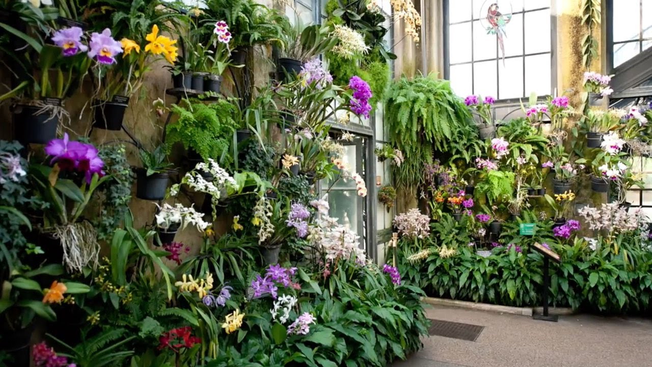 History of the Longwood Orchid Collection